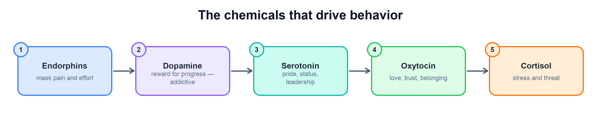 The chemicals that drive behavior: endorphins, dopamine, serotonin, oxytocin, cortisol