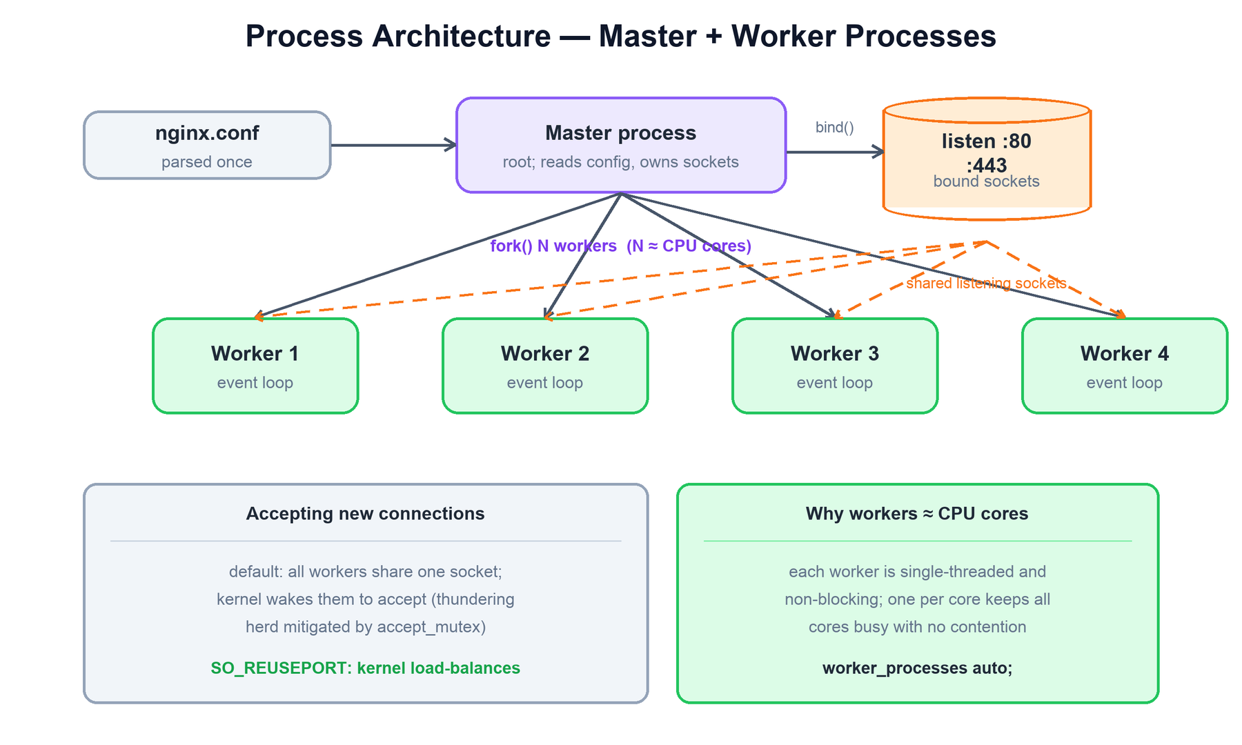 Master and worker processes